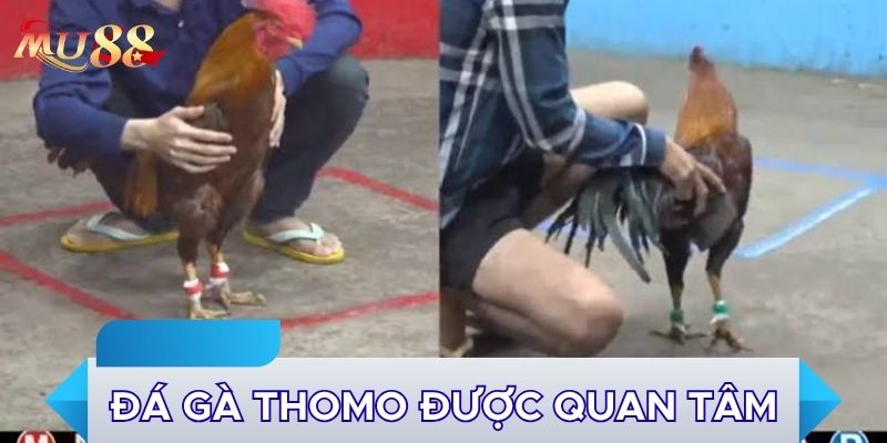 Đá gà Thomo được quan tâm