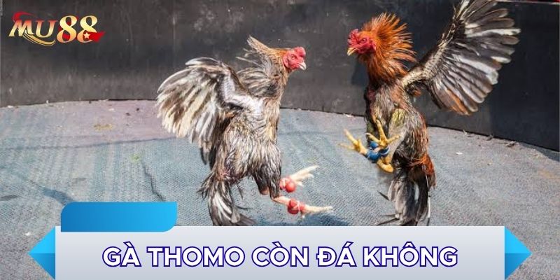 Gà Thomo còn đá không và những điều cần biết