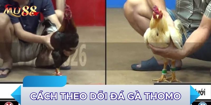 Cách theo dõi đá gà Thomo